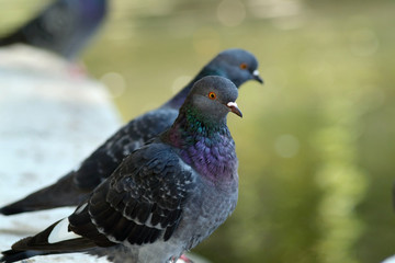 Dove