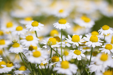 Fototapeta premium Chamomile flower