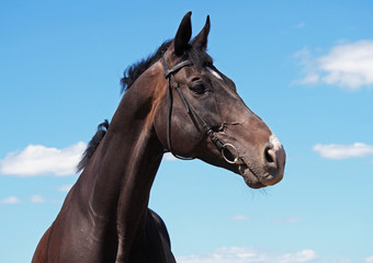 Portrait beautiful sportive stallion on background of blue sky