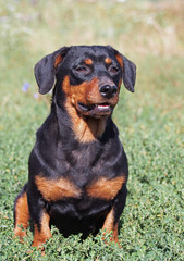 Portrait of  small black dachshund on natural background
