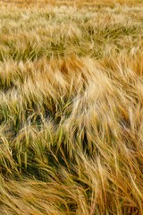 Soft Warm Barley Crop Plant Texture