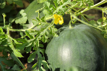 Wassermelone auf dem Feld