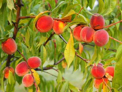 Look at ripe peaches hanging from a tree. Warm evening sun.