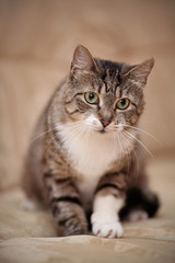 Naklejka na ściany i meble Gray striped cat with green eyes and a white paw.