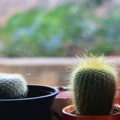 Two small cacti in the pots, on the window. Selective focus. 