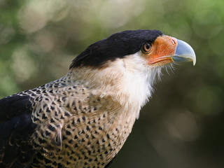 Crested Caracara Raptor