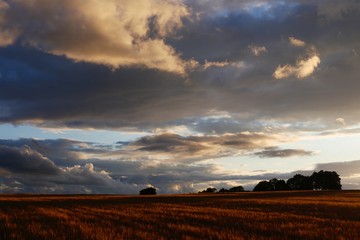 Cotswolds Barley Field & Sunset
