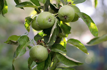 Fresh apple fruits budding on a vibrant tree branch, summer garden