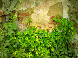 Wild grapes on the wall.