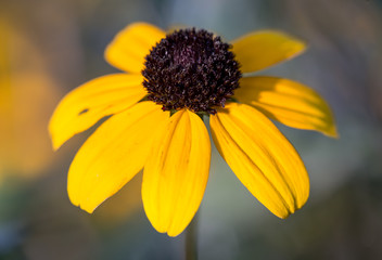 Beach sunflower (Macro)