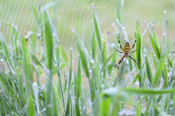 wasp spider - Argiope bruennichi on his web