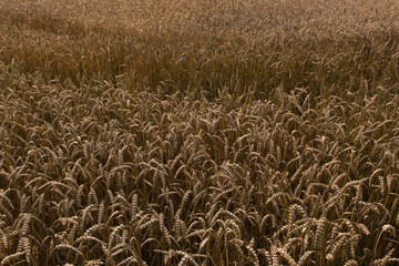 Weizenfeld reif zur Ernte