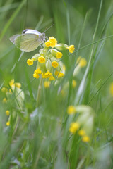 Primula elatior, the oxlip (or True oxlip) with Big White butterfly