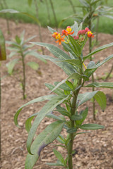 Asclepias - Apollo Orange