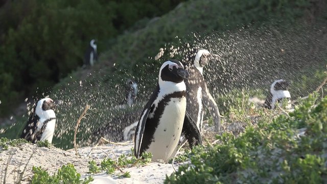 Penguins in Simonstown (South Africa) as 4K UHD footage