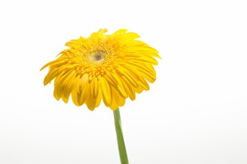 Naklejka premium object