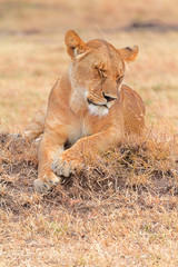 Lioness in Masai Mara