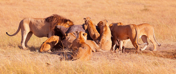 Pride of lions eating a pray in Masai Mara