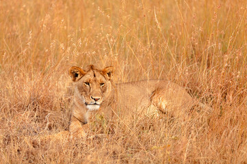 Female lion in Masai Mara