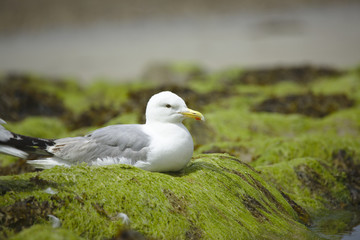 mouettes