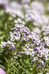 flower in the garden