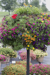 Fototapeta na wymiar Colourful Flower Basket Tree