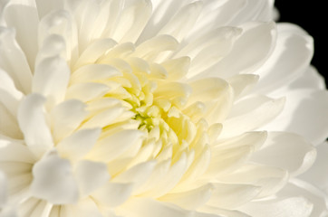 white chrysanthemum flower close-up