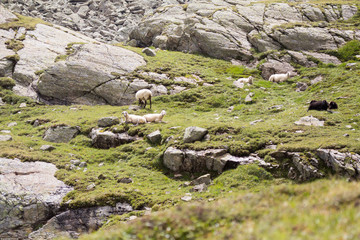 Moutons autrichiens