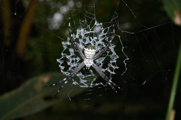 Argiope argentata silver argiope spider on its web