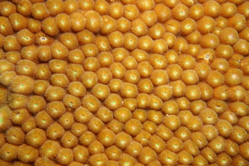 Great Star coral pattern