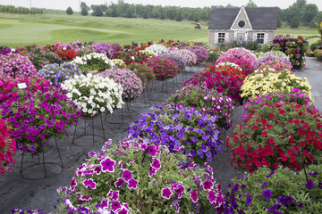 Beautiful Garden with Profusion of Flowers