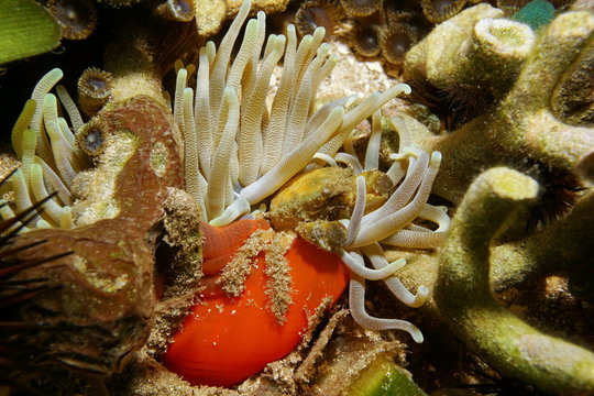 A green clinging crab underwater on giant anemone