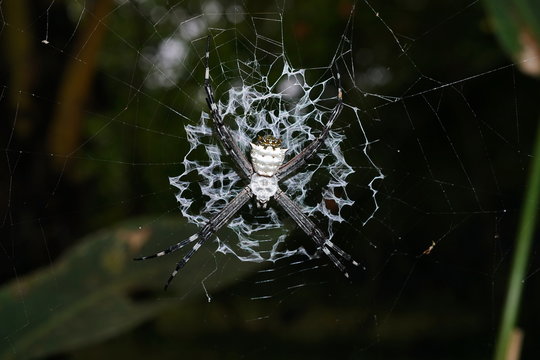 Argiope argentata silver argiope spider on its web