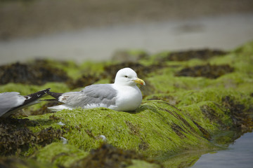 mouettes