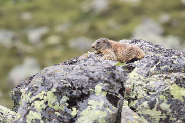 Marmotte des alpes sur un rocher