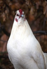 Chicken is looking far