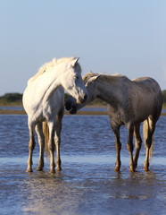 Fototapeta na wymiar White Camargue Horses standing on the beach in Parc Regional de Camargue - Provence, France