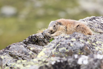 Marmotte des alpes sur un rocher
