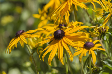 yellow daisies in the garden