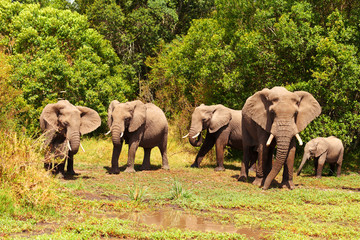 Naklejka na ściany i meble Elephants in Masai Mara