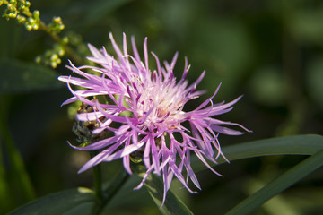 фиолетовый цветок