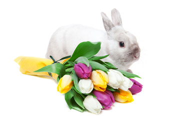 White rabbit with tulips