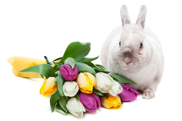 White rabbit with tulips