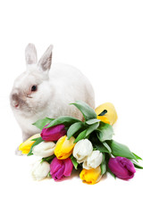 White rabbit with tulips