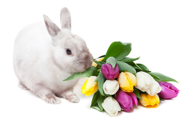 White rabbit with tulips