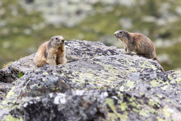Marmottes des alpes sur un rocher