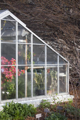 Greenhouse with Red Flowering Quince