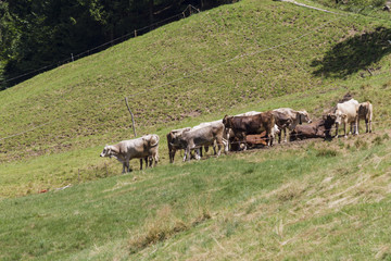grazing cows on the mountain