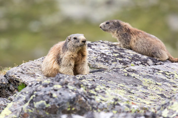 marmottes des alpes sur un rocher