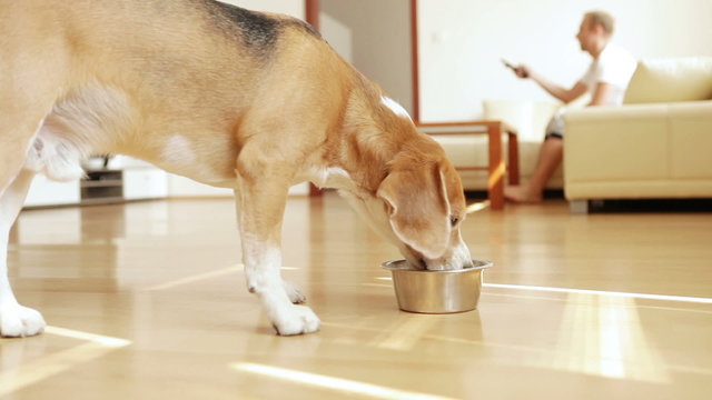 Beagle enjoying its lunch while its master enjoying some movie